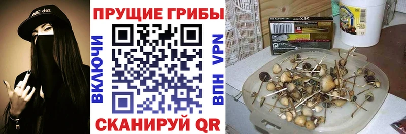 Купить  Ивантеевка  Псилоцибиновые грибы Psilocybine cubensis 